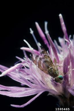 knapweed peacock fly (Chaetorellia acrolophi ) on spotted knapweed (Centaurea stoebe ) - 1595465