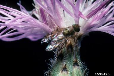 knapweed peacock fly (Chaetorellia acrolophi ) on spotted knapweed (Centaurea stoebe ) - 1595475