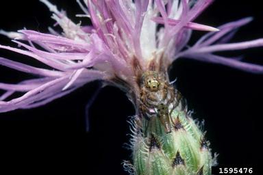 knapweed peacock fly (Chaetorellia acrolophi ) on spotted knapweed (Centaurea stoebe ) - 1595476