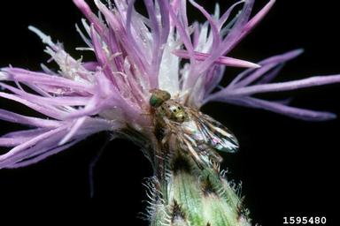 knapweed peacock fly (Chaetorellia acrolophi ) on spotted knapweed (Centaurea stoebe ) - 1595480