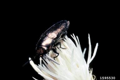 bronze knapweed root borer (Sphenoptera jugoslavica ) on diffuse knapweed (Centaurea diffusa ) - 1595530