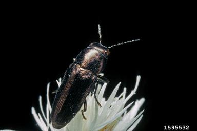 bronze knapweed root borer (Sphenoptera jugoslavica ) on diffuse knapweed (Centaurea diffusa ) - 1595532