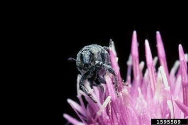 lesser knapweed flower weevil (Larinus minutus ) on knapweeds (Centaurea spp. ) - 1595589