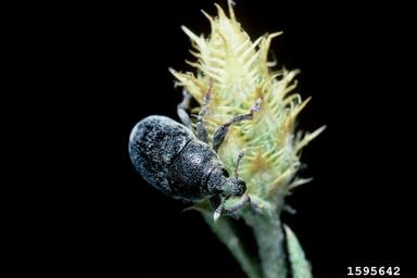 lesser knapweed flower weevil (Larinus minutus ) on diffuse knapweed (Centaurea diffusa ) - 1595642