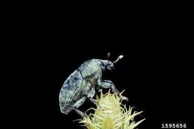 lesser knapweed flower weevil (Larinus minutus ) on diffuse knapweed (Centaurea diffusa ) - 1595656