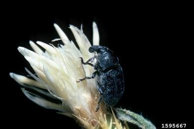 lesser knapweed flower weevil (Larinus minutus ) on diffuse knapweed (Centaurea diffusa ) - 1595667