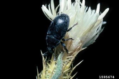 lesser knapweed flower weevil (Larinus minutus ) on diffuse knapweed (Centaurea diffusa ) - 1595674