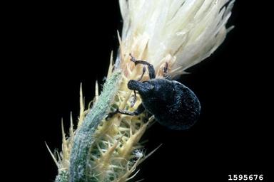lesser knapweed flower weevil (Larinus minutus ) on diffuse knapweed (Centaurea diffusa ) - 1595676