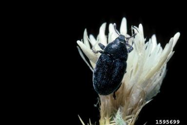 lesser knapweed flower weevil (Larinus minutus ) on diffuse knapweed (Centaurea diffusa ) - 1595699