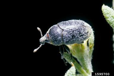 lesser knapweed flower weevil (Larinus minutus ) on diffuse knapweed (Centaurea diffusa ) - 1595700