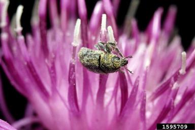 broad-nosed knapweed seedhead weevil (Bangasternus fausti ) on knapweeds (Centaurea spp. ) - 1595709