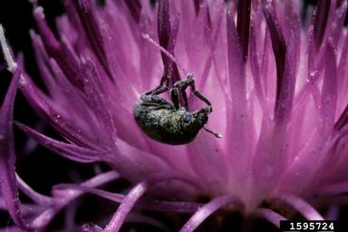 broad-nosed knapweed seedhead weevil (Bangasternus fausti ) on knapweeds (Centaurea spp. ) - 1595724