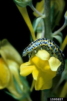 Toadflax Brocade (Calophasia lunula ) on toadflax (Linaria spp. ) - 1595857