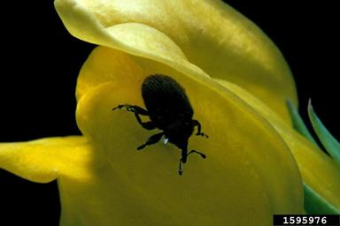 toadflax capsule weevil (Gymnetron antirrhini ) on toadflax (Linaria spp. ) - 1595976