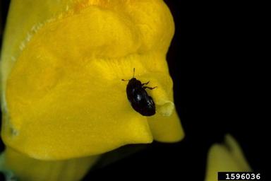 toadflax flower-eating beetle (Brachypterolus pulicarius ) on toadflax (Linaria spp. ) - 1596036