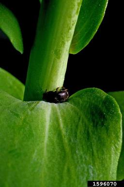 toadflax flower-eating beetle (Brachypterolus pulicarius ) on toadflax (Linaria spp. ) - 1596070