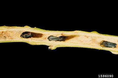 stem-boring weevil (Mecinus janthinus ) on toadflax (Linaria spp. ) - 1596090