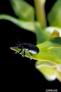 stem-boring weevil (Mecinus janthinus ) on toadflax (Linaria spp. ) - 1596120