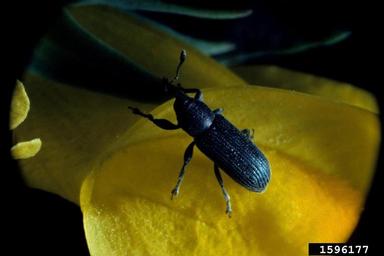 stem-boring weevil (Mecinus janthinus ) on toadflax (Linaria spp. ) - 1596177
