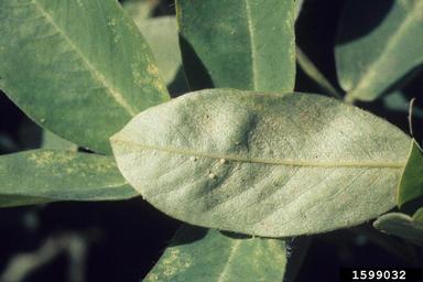 bollworm (Helicoverpa zea ) on peanut (Arachis hypogaea ) - 1599032
