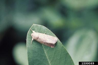 beet armyworm (Spodoptera exigua ) on peanut (Arachis hypogaea ) - 1599069