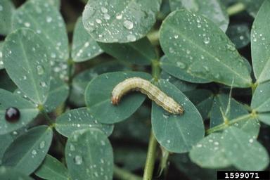 fall armyworm (Spodoptera frugiperda ) on peanut (Arachis hypogaea ) - 1599071