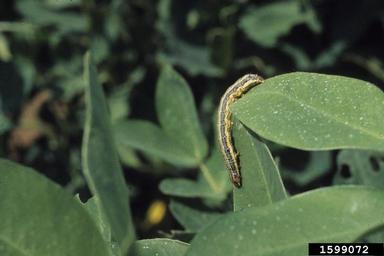 fall armyworm (Spodoptera frugiperda ) on peanut (Arachis hypogaea ) - 1599072