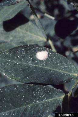 beet armyworm (Spodoptera exigua ) on peanut (Arachis hypogaea ) - 1599076
