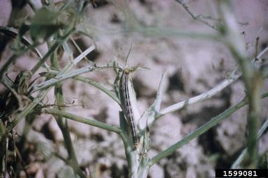 velvetbean caterpillar (Anticarsia gemmatalis ) on peanut (Arachis hypogaea ) - 1599081