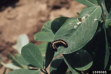 yellowstriped armyworm (Spodoptera ornithogalli ) on peanut (Arachis hypogaea ) - 1599085