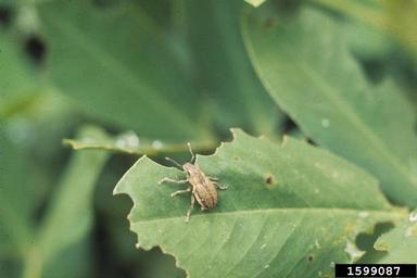 whitefringed beetles (Naupactus spp. ) on peanut (Arachis hypogaea ) - 1599087