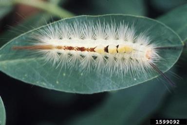 whitemarked tussock moth (Orgyia leucostigma ) on peanut (Arachis hypogaea ) - 1599092