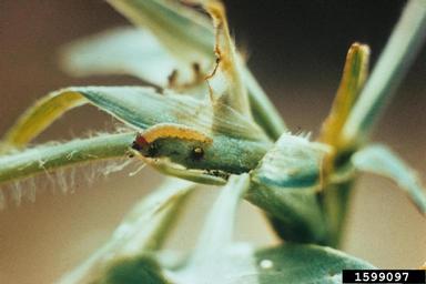rednecked peanutworm (Stegasta bosqueella ) on peanut (Arachis hypogaea ) - 1599097