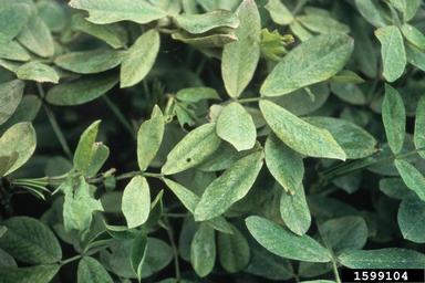 twospotted spider mite (Tetranychus urticae ) on peanut (Arachis hypogaea ) - 1599104