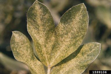 twospotted spider mite (Tetranychus urticae ) on peanut (Arachis hypogaea ) - 1599106