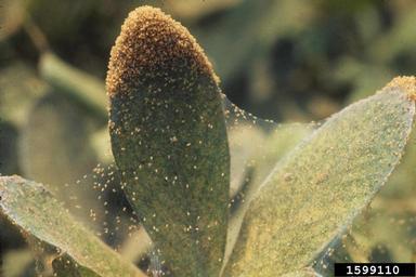 twospotted spider mite (Tetranychus urticae ) on peanut (Arachis hypogaea ) - 1599110