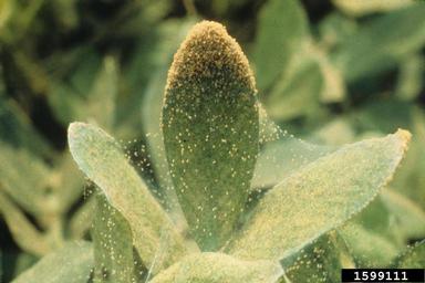 spider mites (  ) on peanut (Arachis hypogaea ) - 1599111