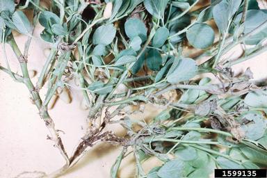 lesser cornstalk borer (Elasmopalpus lignosellus ) on peanut (Arachis hypogaea ) - 1599135