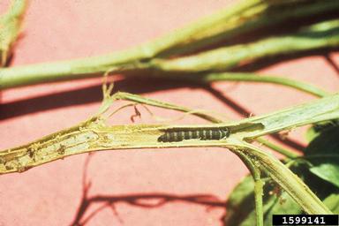 lesser cornstalk borer (Elasmopalpus lignosellus ) on peanut (Arachis hypogaea ) - 1599141