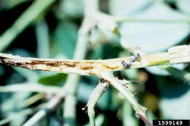 lesser cornstalk borer (Elasmopalpus lignosellus ) on peanut (Arachis hypogaea ) - 1599149