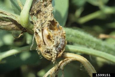 lesser cornstalk borer (Elasmopalpus lignosellus ) on peanut (Arachis hypogaea ) - 1599151