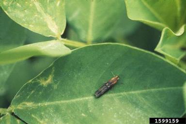 lesser cornstalk borer (Elasmopalpus lignosellus ) on peanut (Arachis hypogaea ) - 1599159