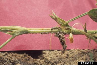 lesser cornstalk borer (Elasmopalpus lignosellus ) on peanut (Arachis hypogaea ) - 1599161