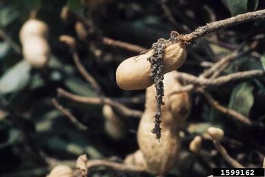 lesser cornstalk borer (Elasmopalpus lignosellus ) on peanut (Arachis hypogaea ) - 1599162