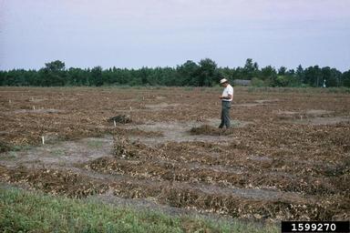 peanut, Arachis hypogaea  (Fabales: Fabaceae (Leguminosae)) - 1599270