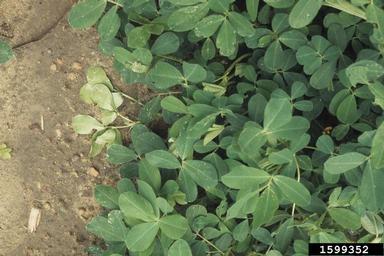 lesser cornstalk borer (Elasmopalpus lignosellus ) on peanut (Arachis hypogaea ) - 1599352