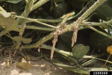 lesser cornstalk borer (Elasmopalpus lignosellus ) on peanut (Arachis hypogaea ) - 1599369