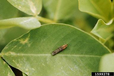 lesser cornstalk borer (Elasmopalpus lignosellus ) on peanut (Arachis hypogaea ) - 1599378