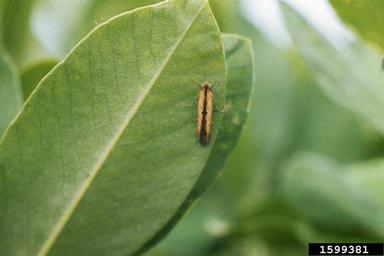 lesser cornstalk borer (Elasmopalpus lignosellus ) on peanut (Arachis hypogaea ) - 1599381