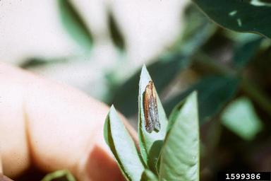 lesser cornstalk borer (Elasmopalpus lignosellus ) on peanut (Arachis hypogaea ) - 1599386